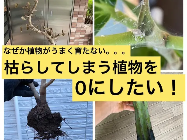 【樹医資格者】もう植物を枯らさない！植物のお医者さんによる植替え・診察サービスの画像