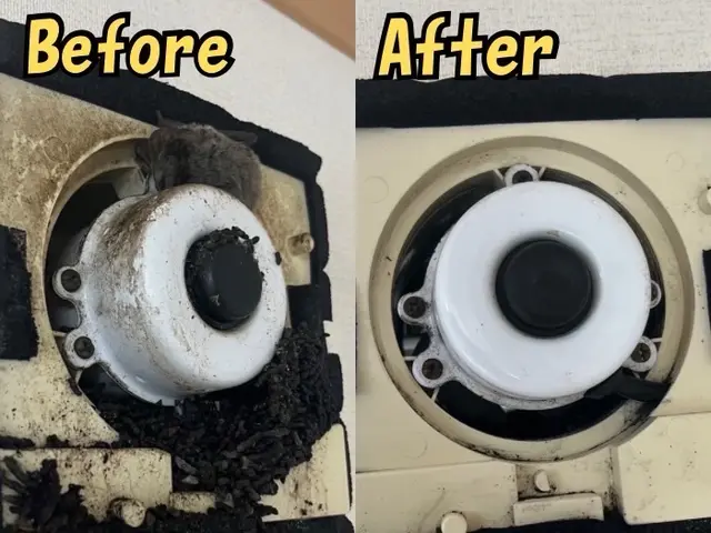 【現地調査無料】気付きにくいコウモリ被害！手遅れになる前にまずは調査のご依頼を！サービスの画像