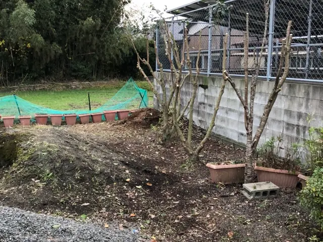 庭木の伐採、抜根！サービスの画像