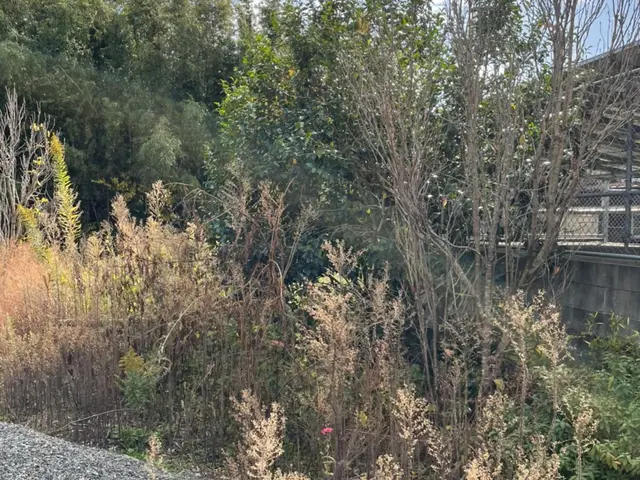 庭木の伐採、抜根！サービスの画像