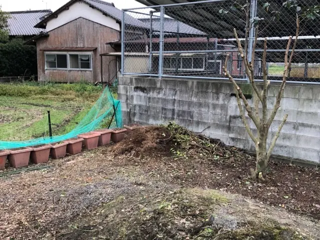 庭木の伐採、抜根！サービスの画像