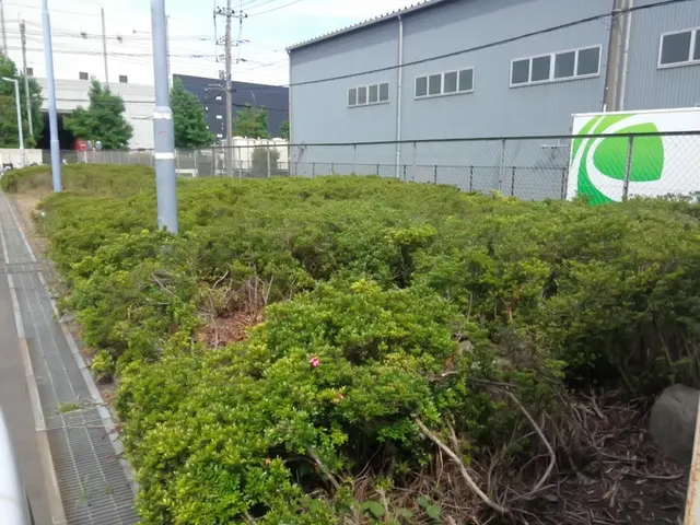 地肌が見えるくらいまで丁寧に草刈りします。空き家の放置庭や駐車場、空地もOK！サービスの画像