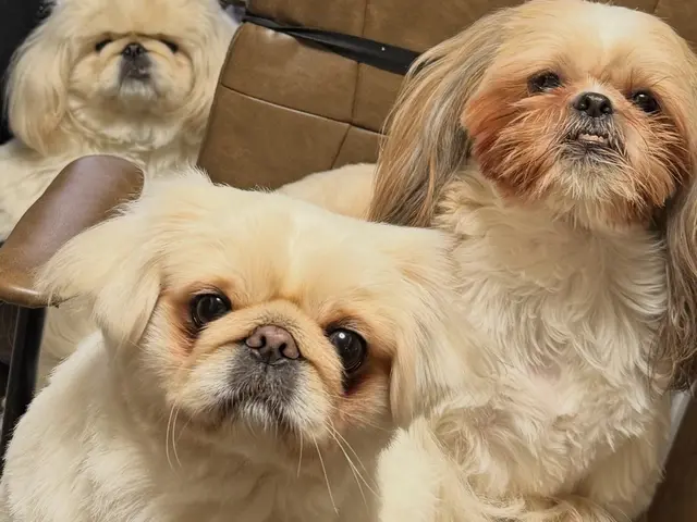 【動物看護経験10年以上】女性スタッフが訪問！愛犬の個性に寄り添う安心お預かり◎サービスの画像