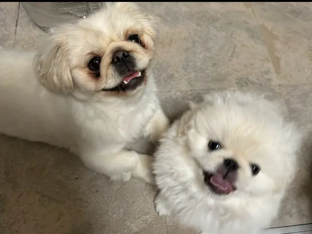 【動物看護経験10年以上】女性スタッフが訪問！愛犬の個性に寄り添う安心お預かり◎サービスの画像