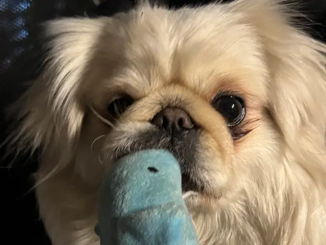 【動物看護経験10年以上】女性スタッフが訪問！愛犬の個性に寄り添う安心お預かり◎サービスの画像