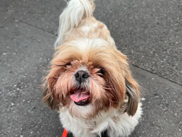 【動物看護経験10年以上】女性スタッフが訪問！愛犬の個性に寄り添う安心お預かり◎サービスの画像