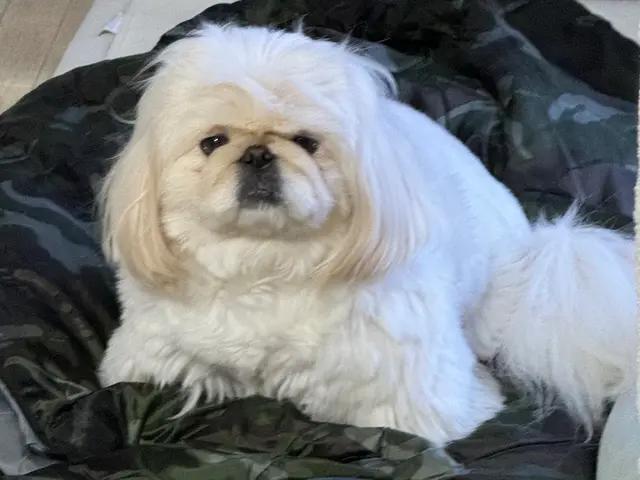 【動物看護経験10年以上】女性スタッフが訪問！愛犬の個性に寄り添う安心お預かり◎サービスの画像