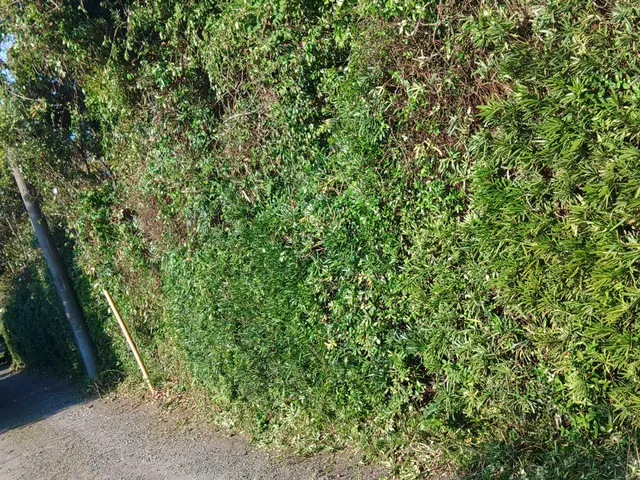 伸びすぎてしまった枝木の剪定、空き家の枝木伐採お受けしております！サービスの画像