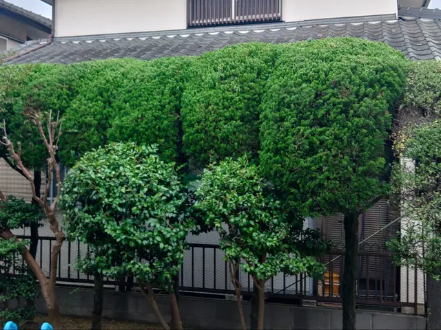 伸びすぎてしまった枝木の剪定、空き家の枝木伐採お受けしております！サービスの画像