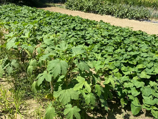 大切なお庭や畑のお水あげお任せ下さい♪　まごころを込めて作業致します。サービスの画像