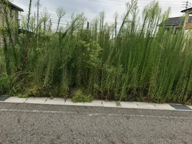 草刈り一式サービスの画像