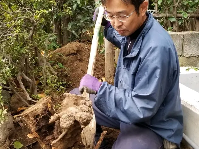 [業歴26年]　伐採、伐根サービスの画像