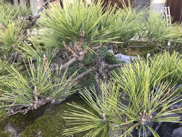 庭木の剪定・伐採・消毒。笑顔と真面目さが取り柄の刈込師。丁寧にお庭を管理します。サービスの画像