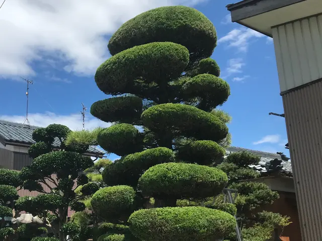 庭木の剪定・伐採・消毒。笑顔と真面目さが取り柄の刈込師。丁寧にお庭を管理します。サービスの画像