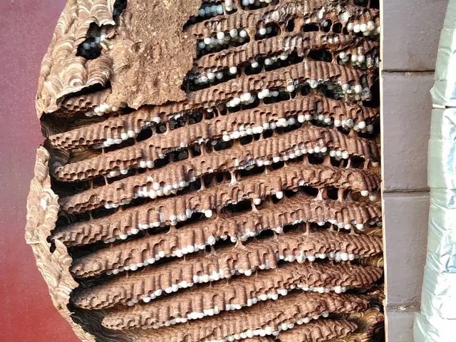 最短5分で駆けつけ！経験豊富な作業員がプロのサービス！最安値！蜂の達人サービスの画像