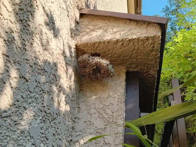 ◎先ずは現地調査させて下さい！庭木１本から対応致します！賠償保険加入済サービスの画像