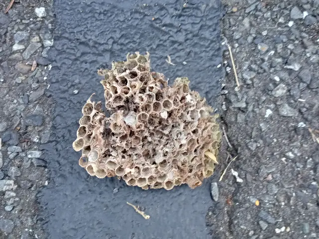 ◎先ずは現地調査させて下さい！庭木１本から対応致します！賠償保険加入済サービスの画像