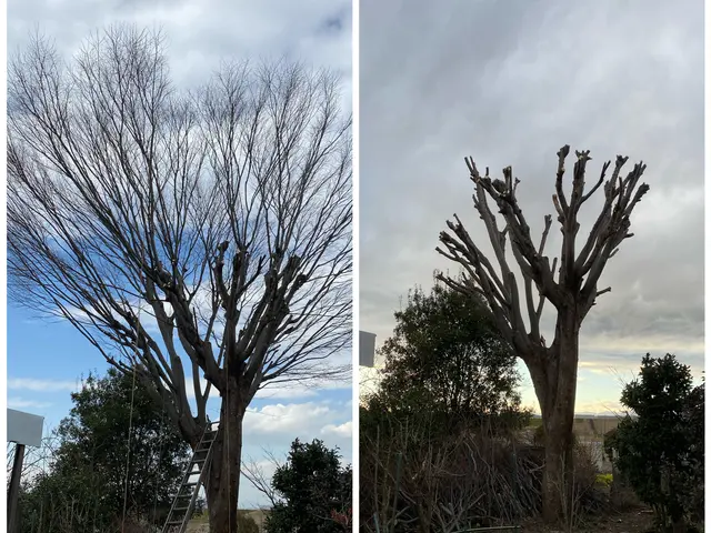 【木漏れ日降り注ぐお庭造り･:*+】お庭の美容師が伺います♪サービスの画像