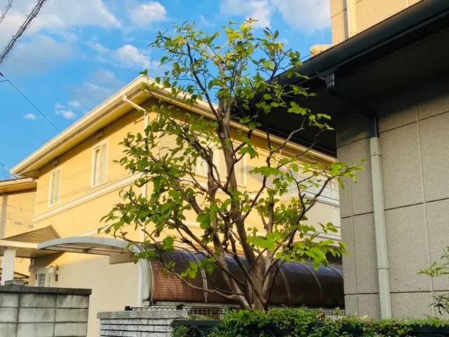 【木漏れ日降り注ぐお庭造り･:*+】お庭の美容師が伺います♪サービスの画像