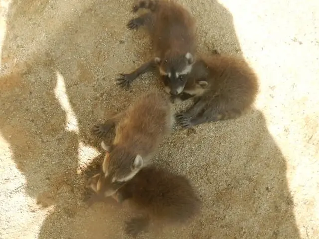 完全防除致します！お客様にも詳しく施工の流れを随時説明いたします【保証有】サービスの画像
