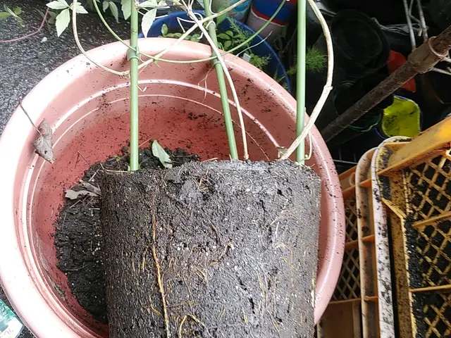 《土日祝限定》◇庭木の剪定専門業者◇拘りの完全自社施工◇素敵なお庭作りサポートサービスの画像