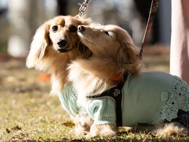 開店記念価格！ペットと飼い主さんの物語を永遠に！同じ目線で切り取る自然体写真撮影