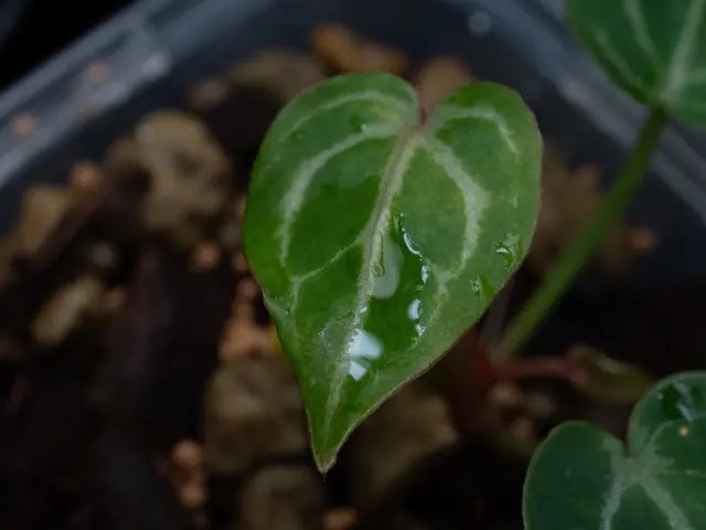 観葉植物などの植替えいたしますサービスの画像