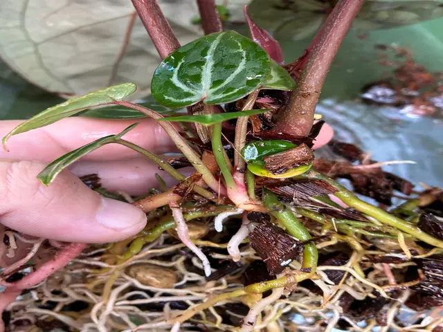 観葉植物などの植替えいたしますサービスの画像