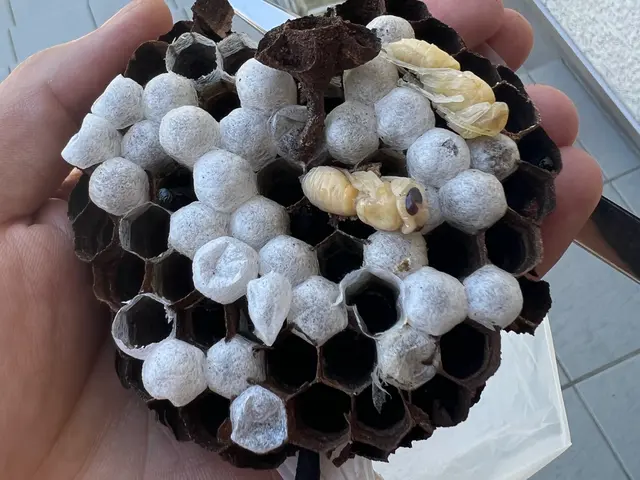 皆様のおかげで口コミ150件突破！蜂駆除を安心価格で！※必ず私が伺います※サービスの画像