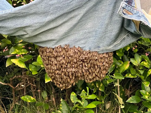 皆様のおかげで口コミ150件突破！蜂駆除を安心価格で！※必ず私が伺います※サービスの画像