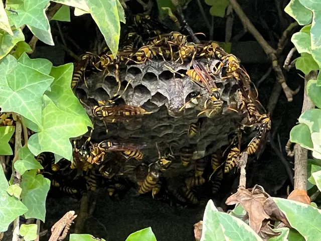 皆様のおかげで口コミ150件突破！蜂駆除を安心価格で！※必ず私が伺います※サービスの画像