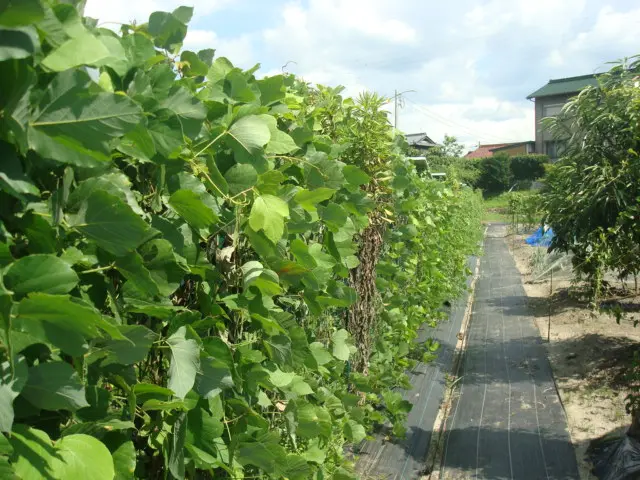 作業内容、面積ご相談下さい。丁寧対応！事前説明をしっかり行います。サービスの画像