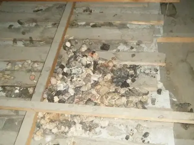 害獣駆除歴10年以上の有資格者多数在籍【事前見積り無料】【事前調査可能】サービスの画像