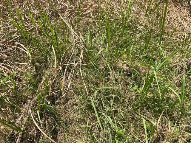 らくらく草刈隊サービスの画像