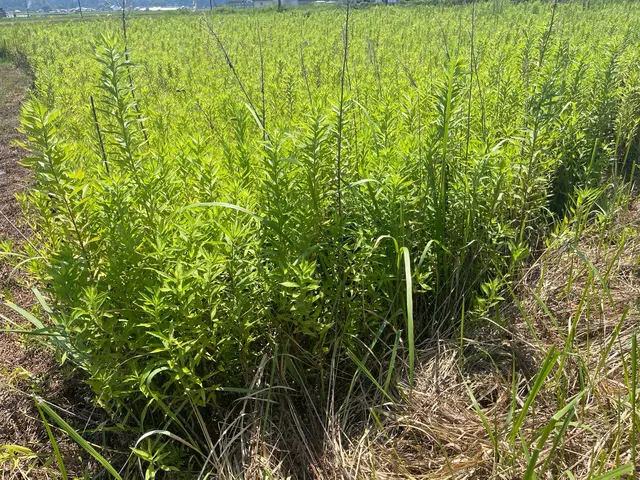 らくらく草刈隊サービスの画像