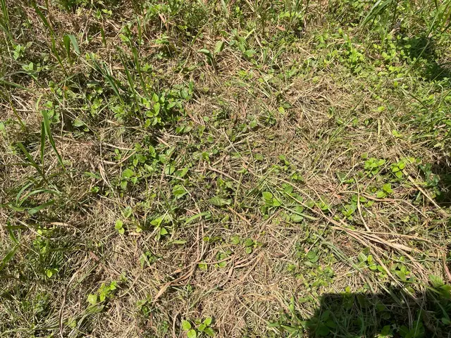 らくらく草刈隊サービスの画像