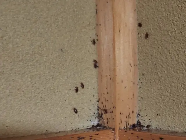 (圧倒的)な駆除率・人体に(安全薬剤)・(確実)に駆除　トコジラミ駆除サービスサービスの画像