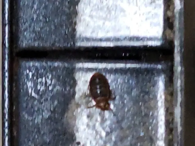 (圧倒的)な駆除率・人体に(安全薬剤)・(確実)に駆除　トコジラミ駆除サービスサービスの画像