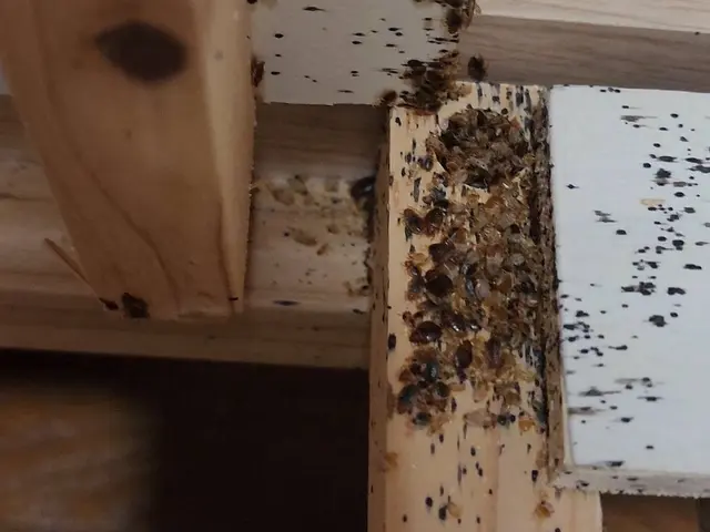 (圧倒的)な駆除率・人体に(安全薬剤)・(確実)に駆除　トコジラミ駆除サービスサービスの画像