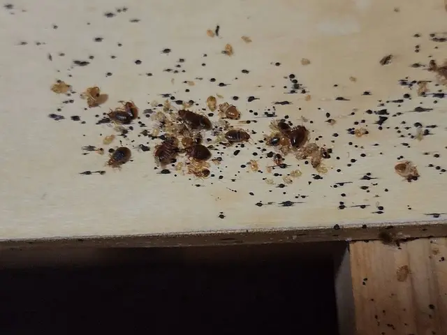 (圧倒的)な駆除率・人体に(安全薬剤)・(確実)に駆除　トコジラミ駆除サービスサービスの画像