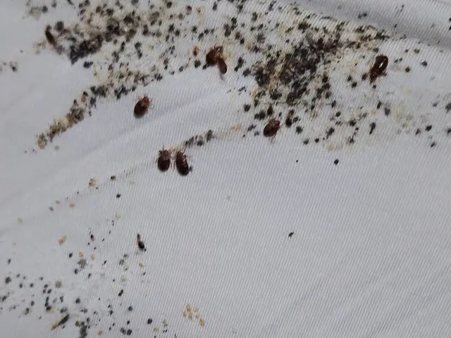 (圧倒的)な駆除率・人体に(安全薬剤)・(確実)に駆除　トコジラミ駆除サービスサービスの画像