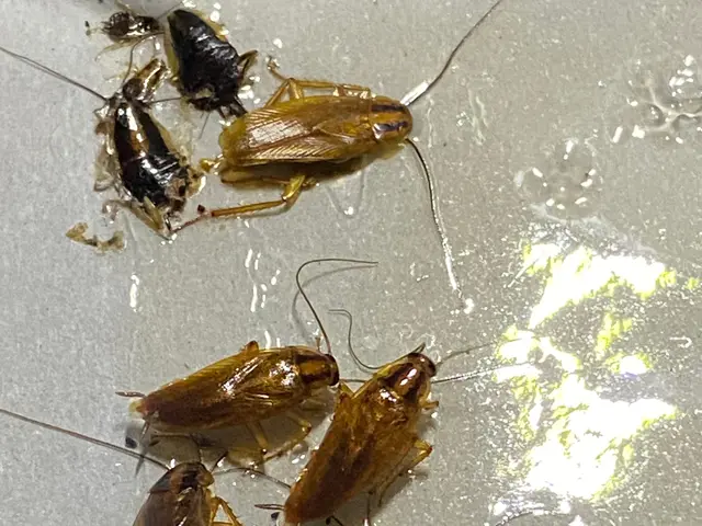 すごく増える抵抗性チャバネゴキブリにも効果があります！もちろんクロゴキブリもOKサービスの画像