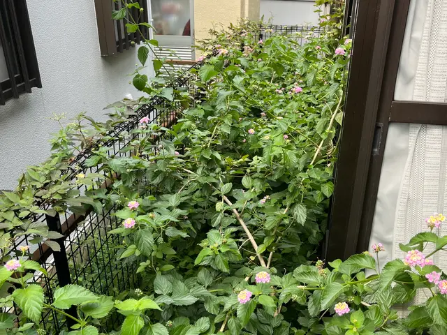 草むしり、草刈りサービスの画像