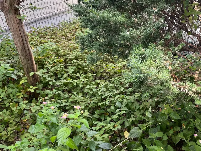 草むしり、草刈りサービスの画像