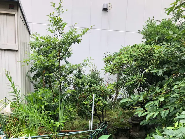 『綺麗に丁寧に』歴10年のプロの技日曜のみ営業二級造園技能士街路樹剪定士サービスの画像