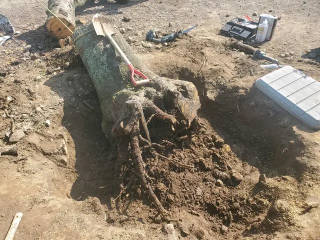 只今、伐採本数割引実施中！！　　　　　　　　　庭・空き地・山などお任せください！サービスの画像