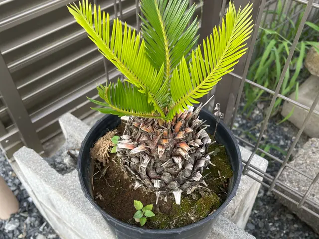 お客様の大切な植物を大切に施工致します。サービスの画像