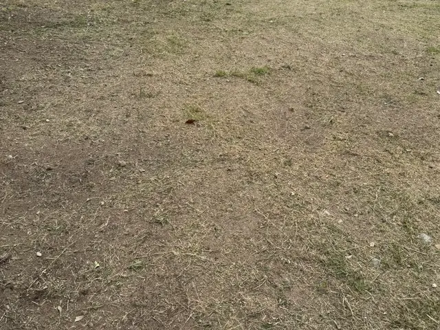 草刈り、伐採、大規模でもOK！サービスの画像