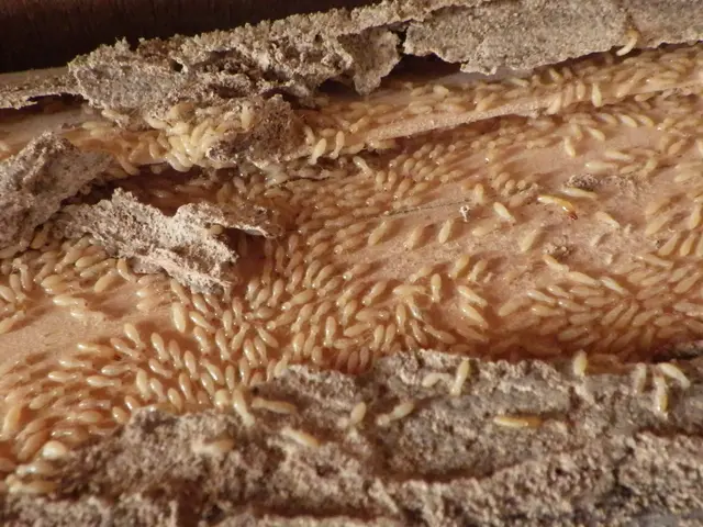 業界一筋28年！認定防除士が事前調査から説明、施工まで写真で説明するから安心♪サービスの画像