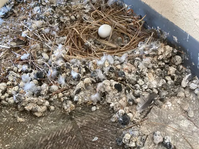 水垢や苔、砂埃、鳩の糞等を取り除きベランダをきれいにします。綺麗に丁寧に！(^^サービスの画像